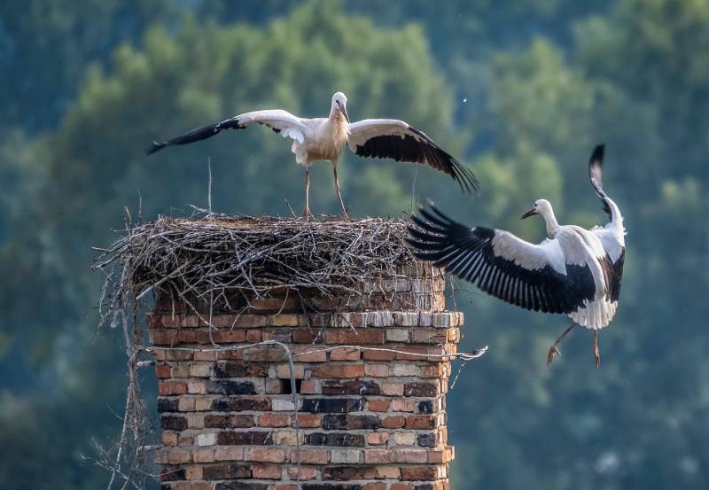 Professional Chimney Animal Removal Services in Davie, Florida