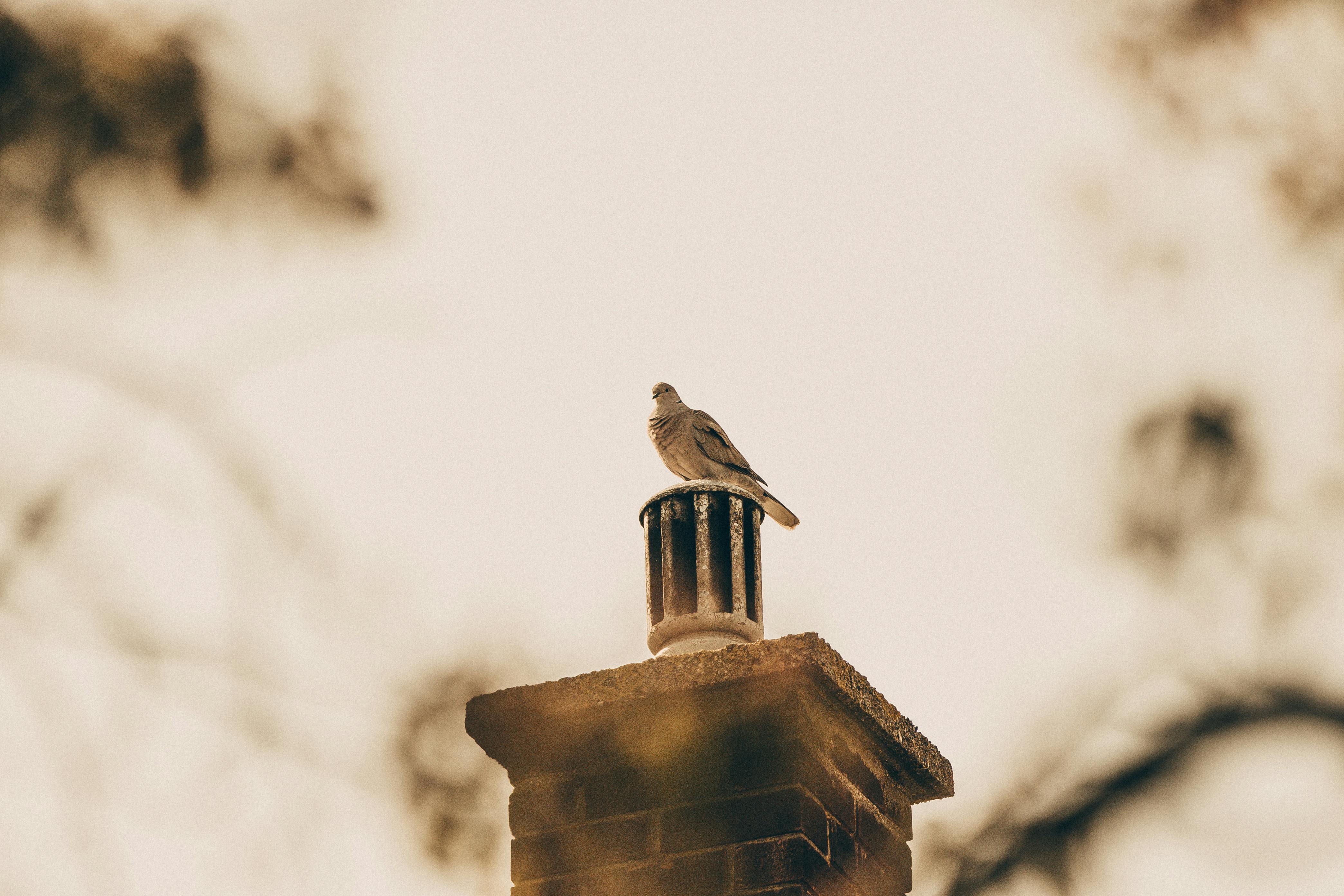 Expert Chimney Cap Installation in Davie, Florida